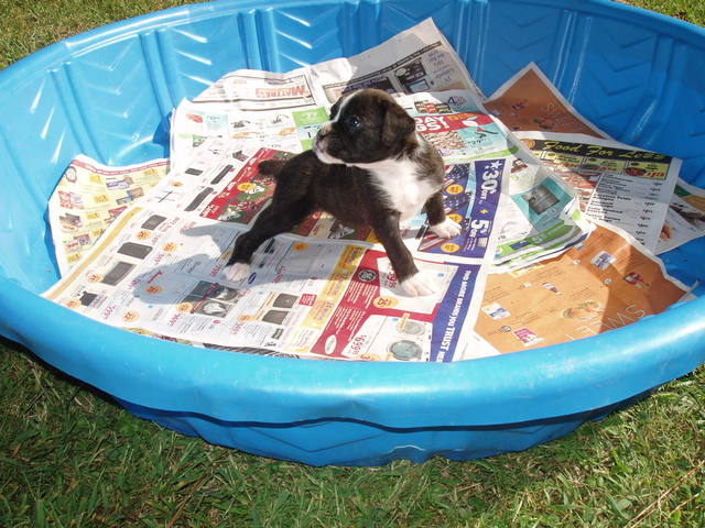 bear and bella 5.5 weeks 084