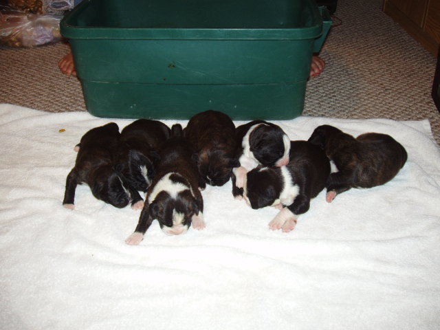 bear and bella 1 week 017
