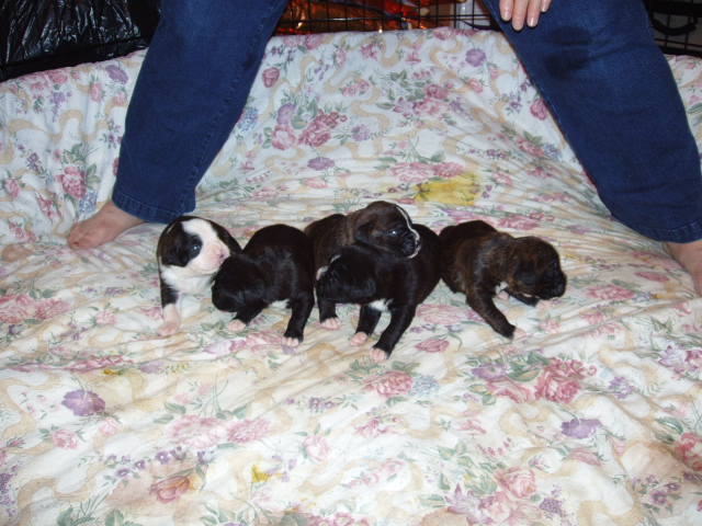 bear and bella 2 weeks 043