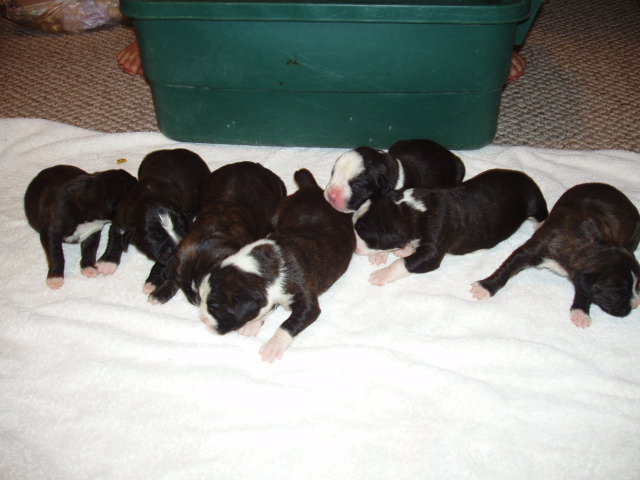 bear and bella 1 week 015