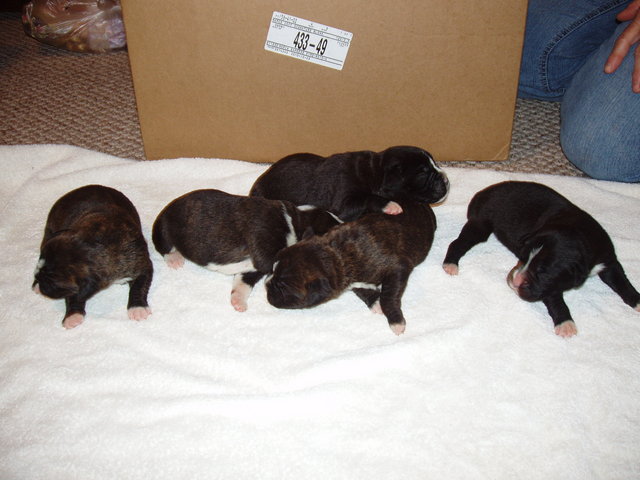 bear and bella 1 week 004