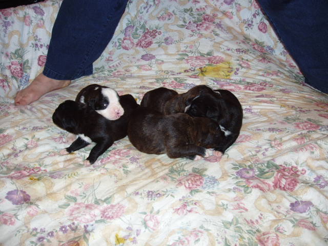bear and bella 2 weeks 042