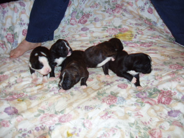 bear and bella 2 weeks 041