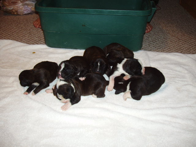 bear and bella 1 week 018