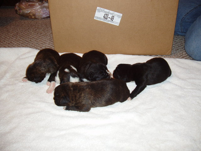 bear and bella 1 week 002