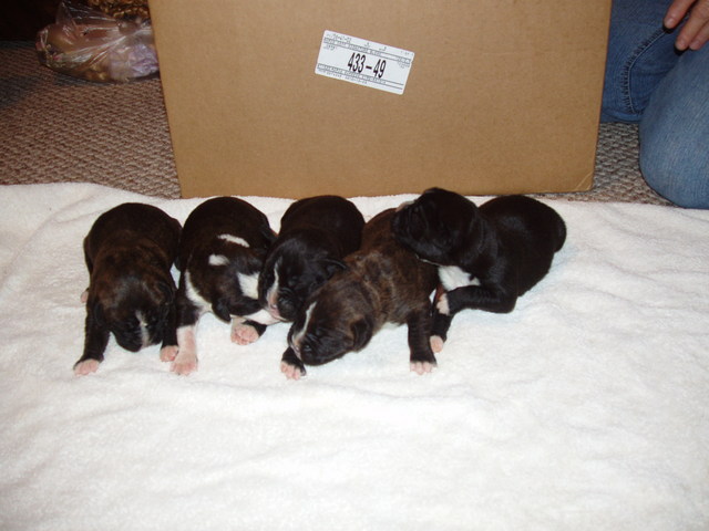 bear and bella 1 week 001