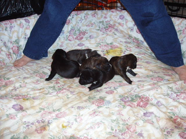 bear and bella 2 weeks 044