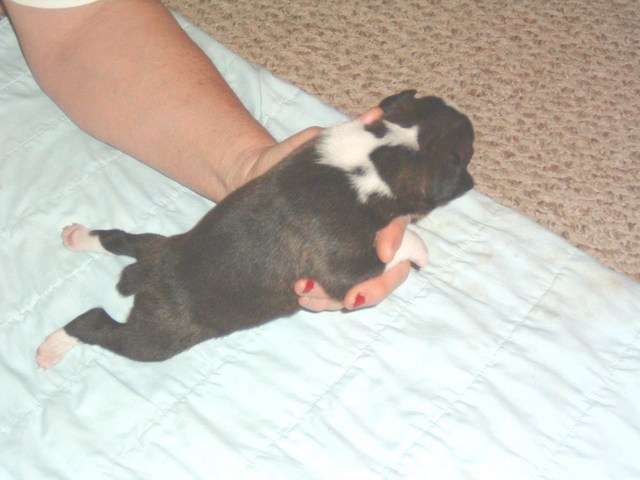 gracie &amp; bear 15 days 029