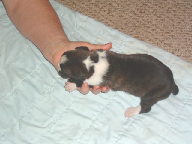 gracie &amp; bear 15 days 031