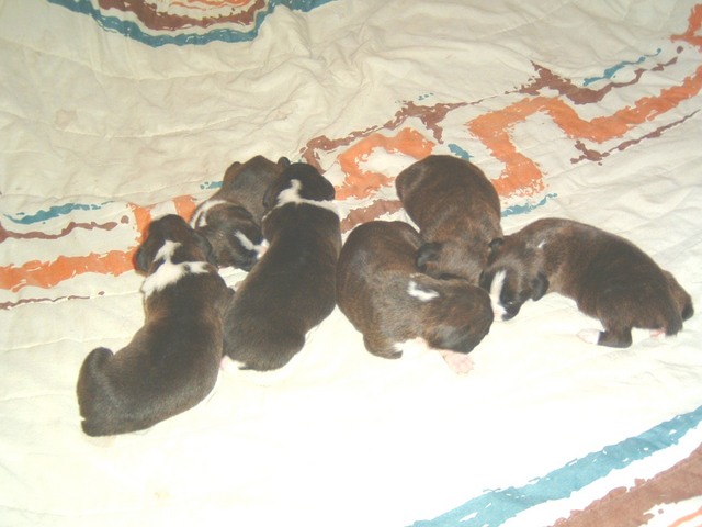 gracie &amp; bear 15 days 003