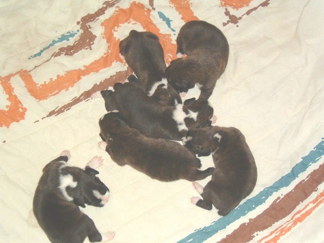 gracie &amp; bear 15 days 011