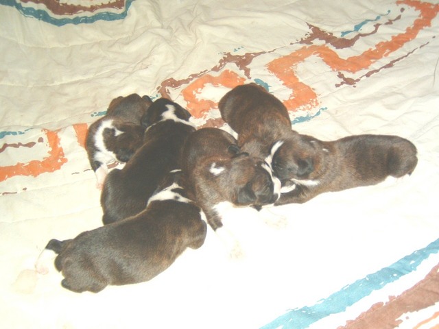 gracie &amp; bear 15 days 004