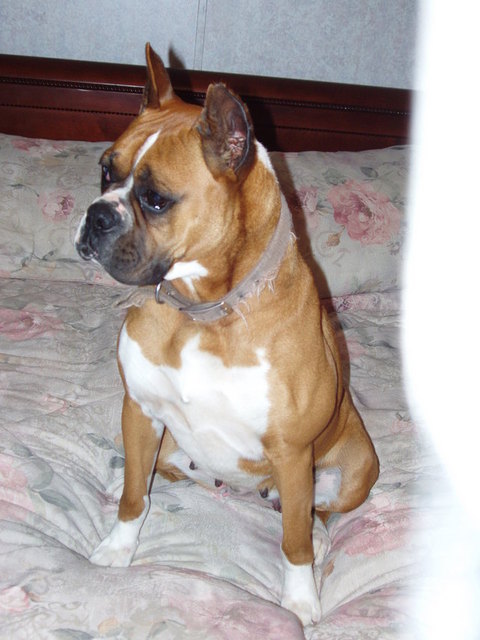 GRACIE 004