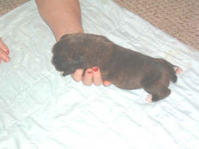 gracie &amp; bear 15 days 038