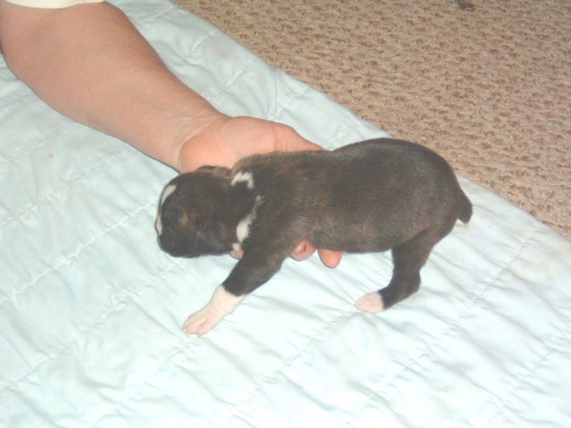 gracie &amp; bear 15 days 035