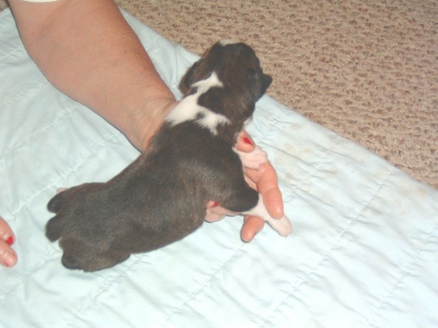 gracie &amp; bear 15 days 030