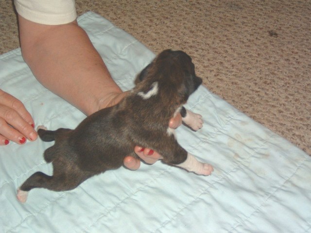 gracie &amp; bear 15 days 034